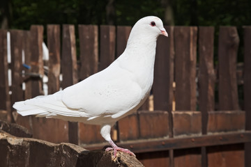Portrait of a beautiful white dove