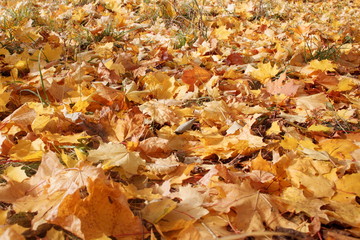 Yellow and orange maple leaves are lying on grass in the autumn park. Autumn background.