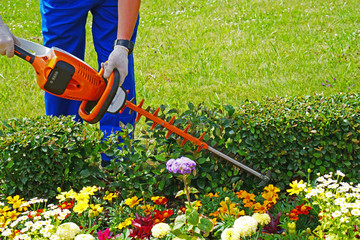 Gardener cutting a shrub in the park