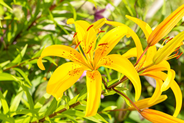 Lily flower in the garden. Branch of flower Hemerocallis lilioasphodelus (Yellow Daylily, Hemerocallis flava). Lemon Lily. Shallow depth of field.