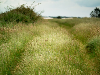 Obraz na płótnie Canvas Path in a field, Tall grass, cloudy sky, Summer nature landscape.