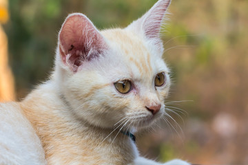 A cute little pet cat that is naughty.