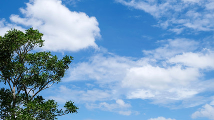 Tree and blue sky with cloud