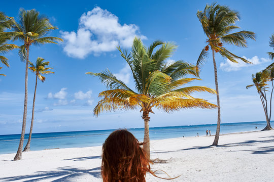 palm tree on the beach