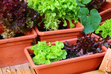 salat auf dem balkon  anbauen bio