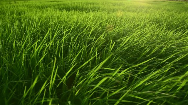 Blowing and swinging grass leafs in the wind breezing at rice farm with 4K video clip.
