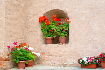 Fototapeta na wymiar Red and white geranium in pots on the street near the old wall.