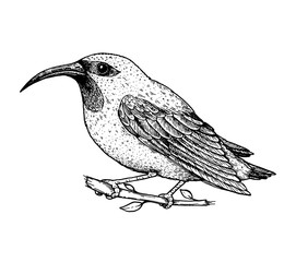 Purple honeycreeper sketch, vector illustration. Hand drawn purple honeycreeper bird. Engraved illustration. Purple honeycreeper bird sitting on a branch. Hand drawn sketch.
