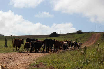 ga&uacute;chos no campo