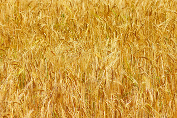 Production of natural eco bread. Ears of wheat in the field.