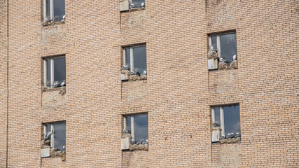 Obraz premium seaguls in Windows