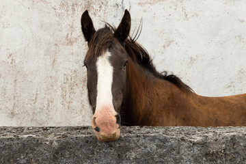 horse behind a wall on the Aran island of Inishmoor