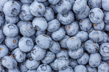 Farm fresh blueberries close up.