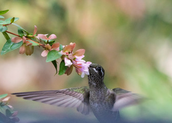 Fototapeta na wymiar Blue-Throated Hummingbird (Lampornis clemenciae) Feeding in Flight