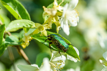 Cetonia aurata beetle on a jasmine bush.