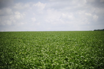 Fototapeta na wymiar green beet field
