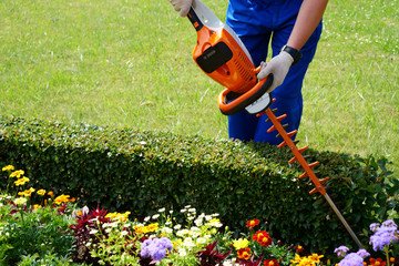 Gardener cuts foliage with a saw