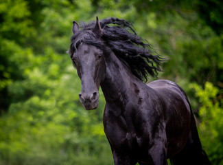 A beautiful Friesian stallion with a long mane runs free