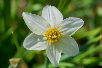 Closeup Blooming wild narcissus in the mountains at springtime. Narcissus angustifolius. Narcissus angustifolius selective focus.