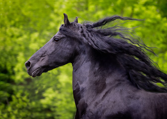 Obraz na płótnie Canvas A beautiful Friesian stallion with a long mane runs free