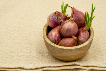 Obraz premium Shallots with sapling sprout on brown cloth