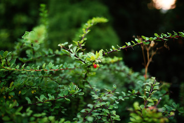 red berries on a bush