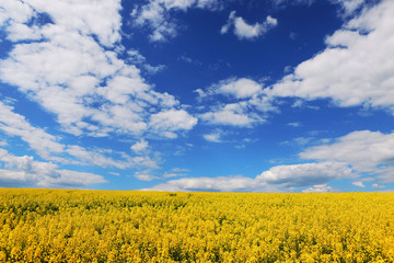 Obraz premium yellow field of oilseed rape