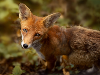Fuchs