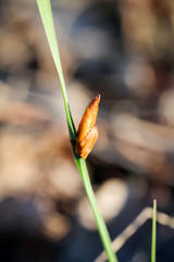 Puppe eines Schmetterling am Grashalm