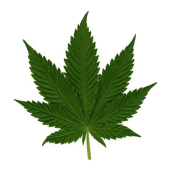 Marijuana Fan Leaf Indica detailed