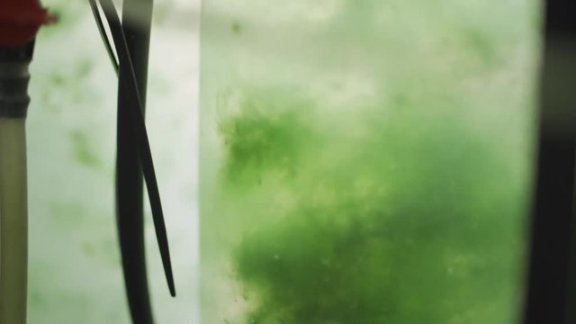 Algae in a biotech lab container for scientific tests with algae in bioenergy sources