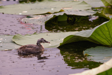 Wet duck swims in the pond among the green lotus leaves
