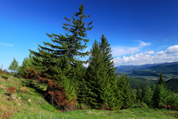 pine tree in mountains