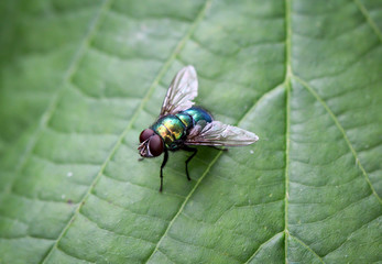 Macro einer Fliege