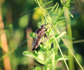 Macro einer Fliege, Insekt