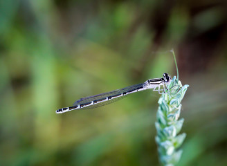 Kleinlibelle, Libelle, Macro einer Libelle