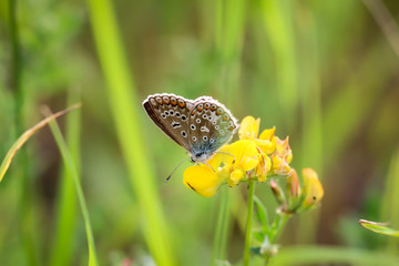 Hauhechelbläuling (Polyommatus icarus)