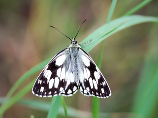 Schachbrettfalter auf einer Pflanze