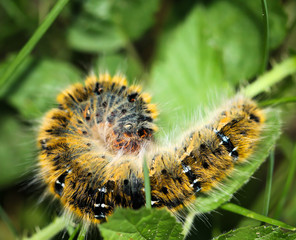 Raupe des Kleespinners im Gras