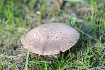 Wonderful mushrooms after the rain, born with the sun
