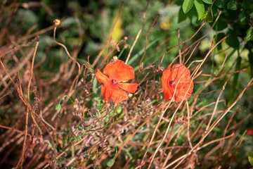 Mohnblüte