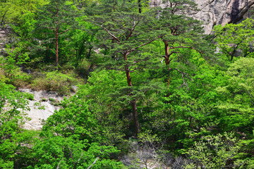 North Korea. Diamond mountains. Mt.Kumgang