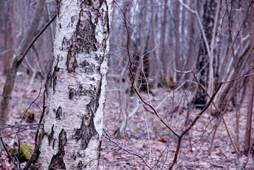 birch close-up in the forest