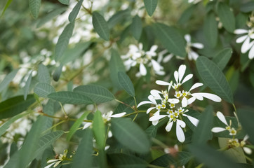 white flowers in the outdoor