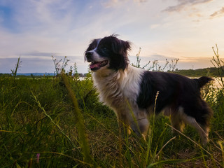 Joyful dog walking outdoors in a summer evening, stands on a green grass field looking attentive over sunset background in a countryside place