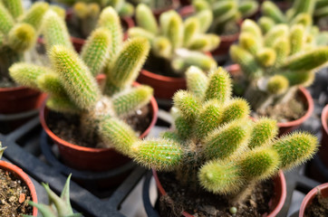 fresh cactus in the flower pot
