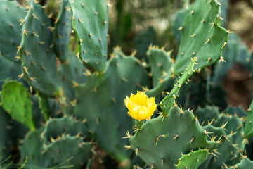 yellow flower with green cactus