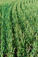 Agriculture field, green rye
