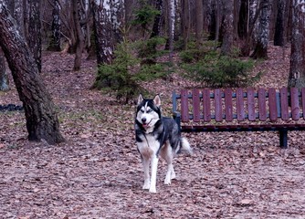 husky dog on a walk in the woods 