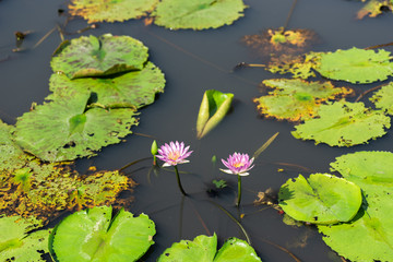 pink lotus flower